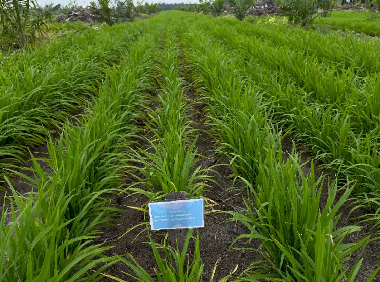 PTPN IV PalmCo Bumi Lancang Kuning, Kembangkan Tanaman Padi Gogo