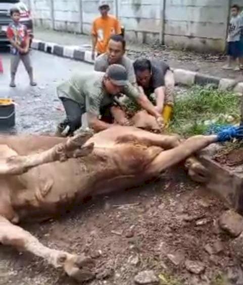 Kantor Ormas Jakartadil Sembelih Dua Hewan Qurban di Samping Gedung Apartemen Slipi