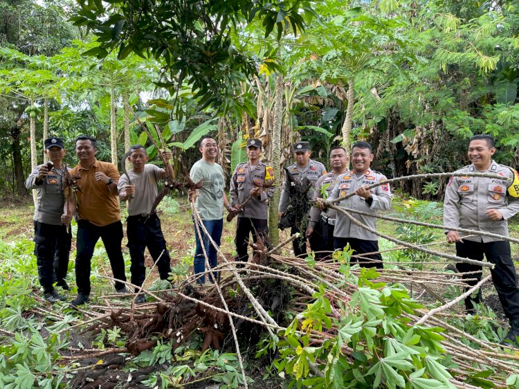Dari Pemanfaatan Lahan, Polsek Sragi Gelar Panen Raya Ketela